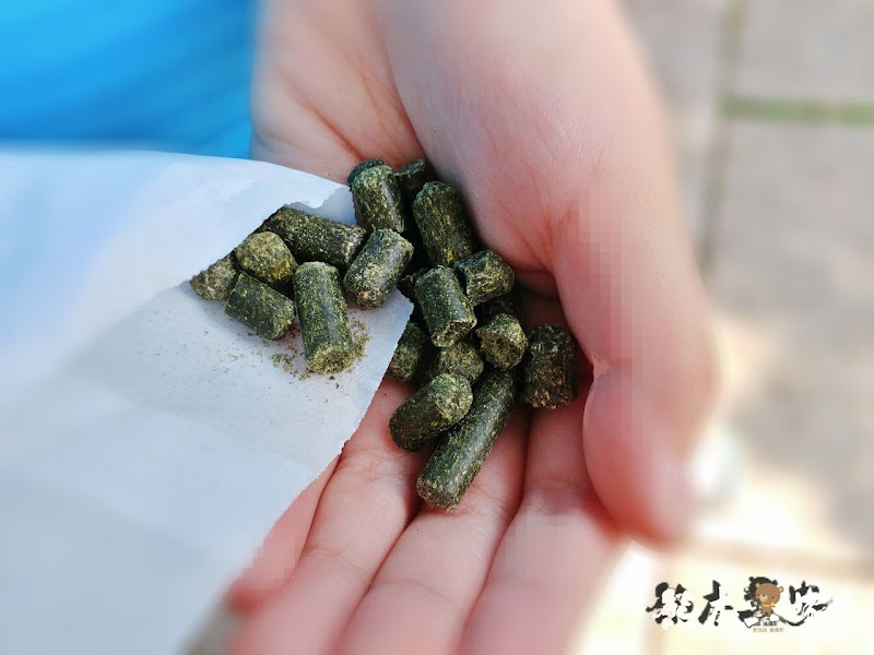 媲美清境青青草原|苗栗飛牛牧場|乳牛綿羊生態區~擠牛奶餵小羊小牛體驗