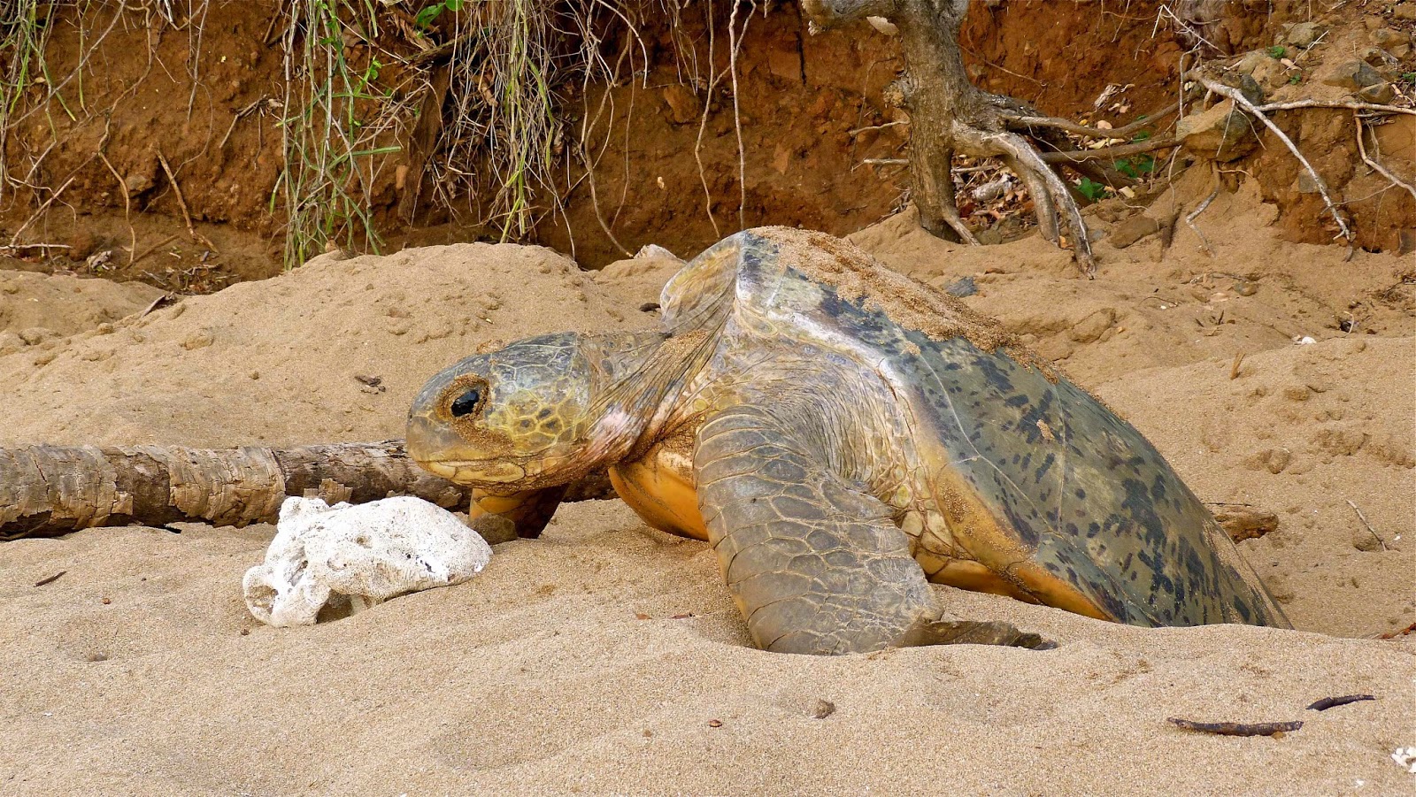 peluche géante tortue