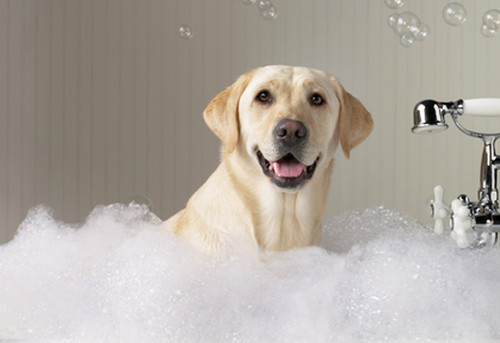 pasos para bañar a tu perro