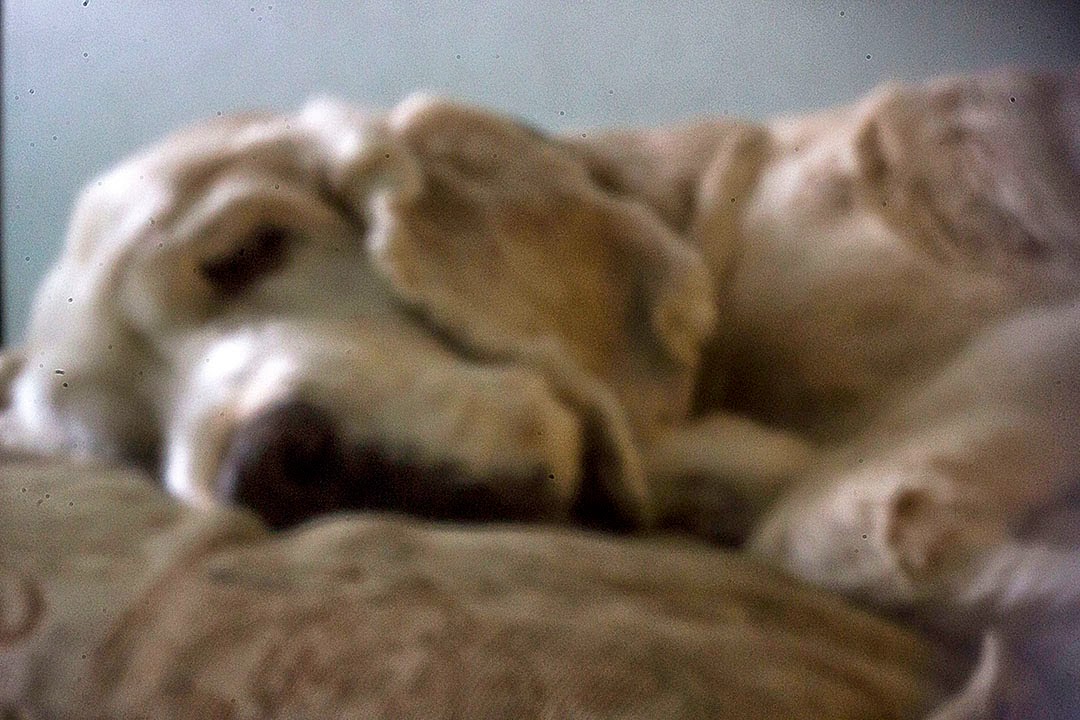 Cão dormindo- Pinhole digital- Márcio Neves