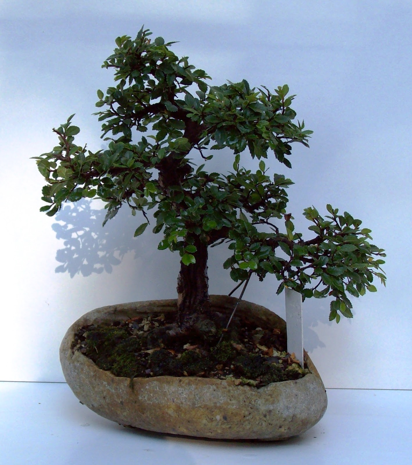Bonsai Ovidiu Ulm chinezesc 2