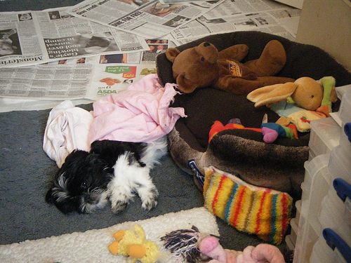 Onde colocar a caminha do shih tzu?