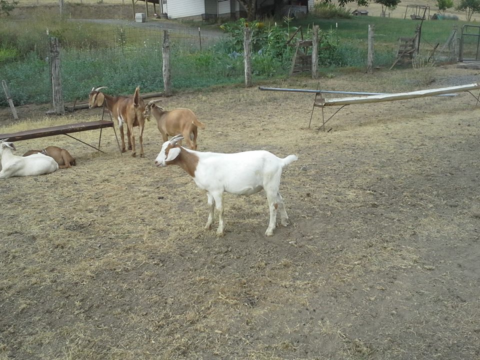 Campbell Club Calves 25 male meat goats for sale