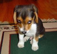 a sad beagle puppy sitting down