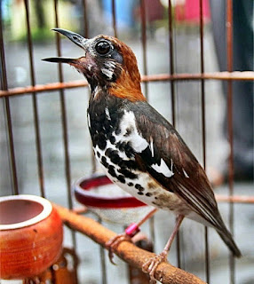 Punglor Burung Anis Kembang