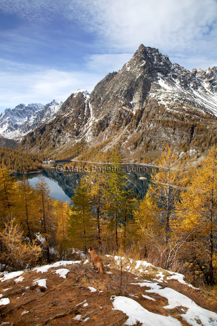 Autunno all'alpe Devero Autunno all'alpe Devero