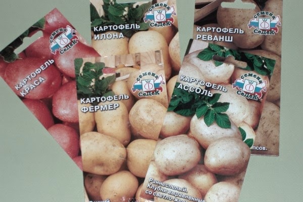 Сортообновление картофеля