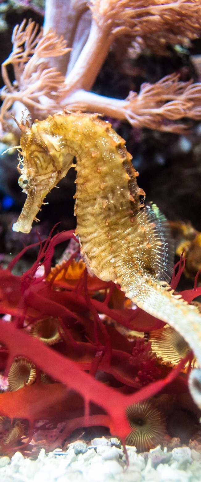 Seahorse. Seahorse.