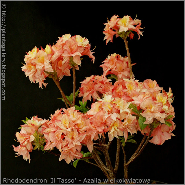 Rhododendron 'Il Tasso' - Azalia wielkokwiatowa 'Il Tasso'