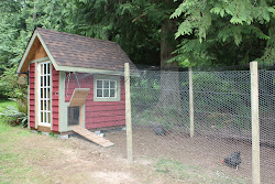 chicken coop run northwest foraging