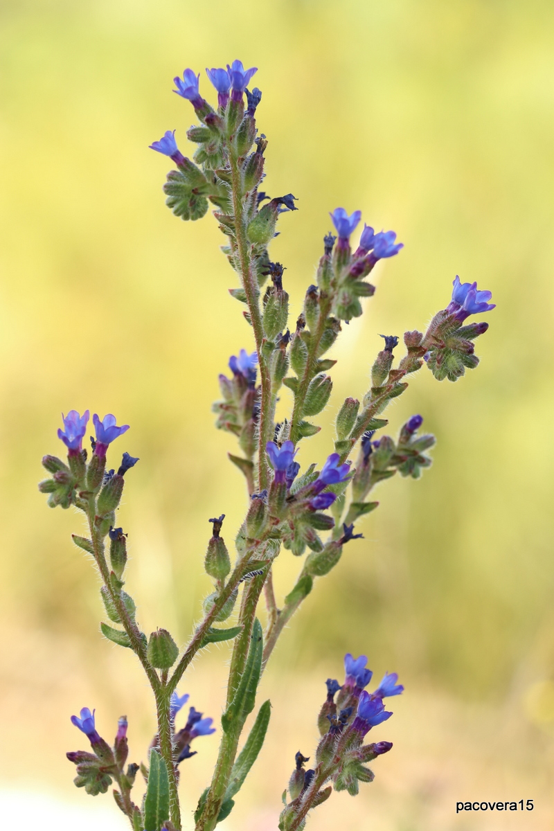 CH´USAY Anchusa undulata?