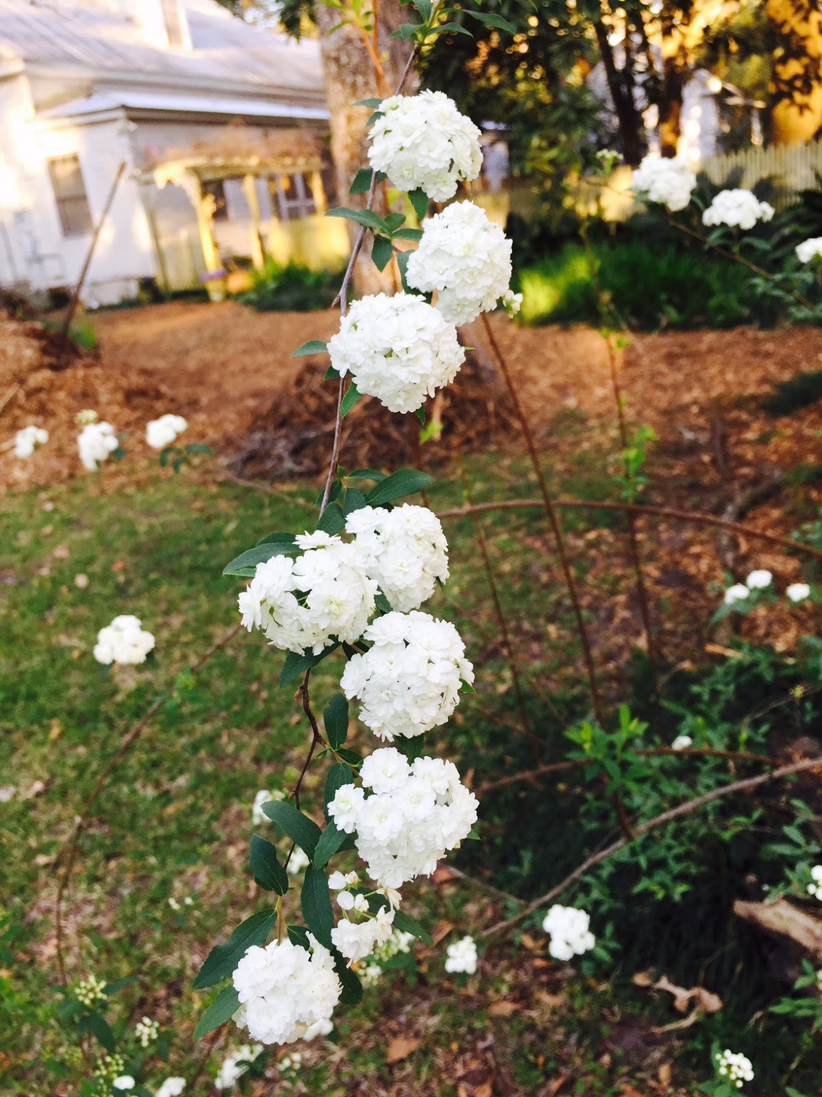 Flowers And Nature In My Garden Spirea Japonica Bridal Veil