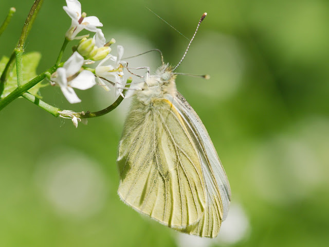 Weißling (Pieridae) - In Deutschland kommen ca 15 Arten vor Weißling (Pieridae) - In Deutschland kommen ca 15 Arten vor