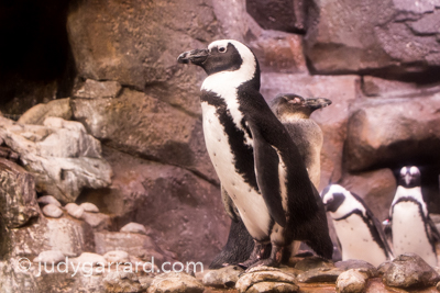 Georgia Aquarium Penguins