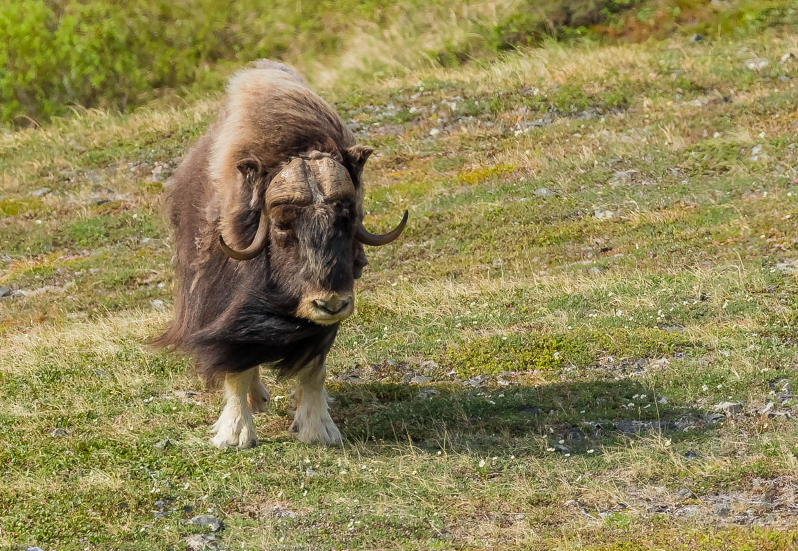 Мускусный бык Аляска