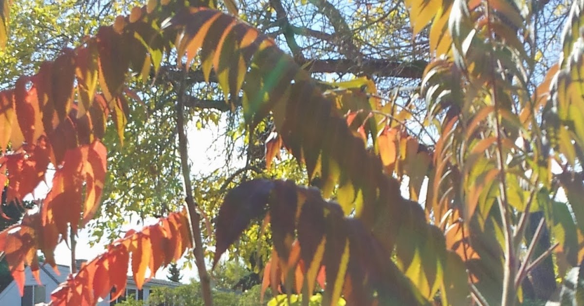 Renaissance Men The Best Ornamental Trees For Calgary