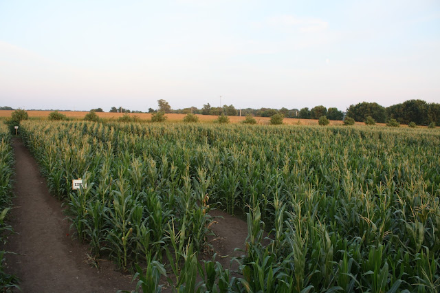 Wandering the World's Largest Corn Maze in Illinois