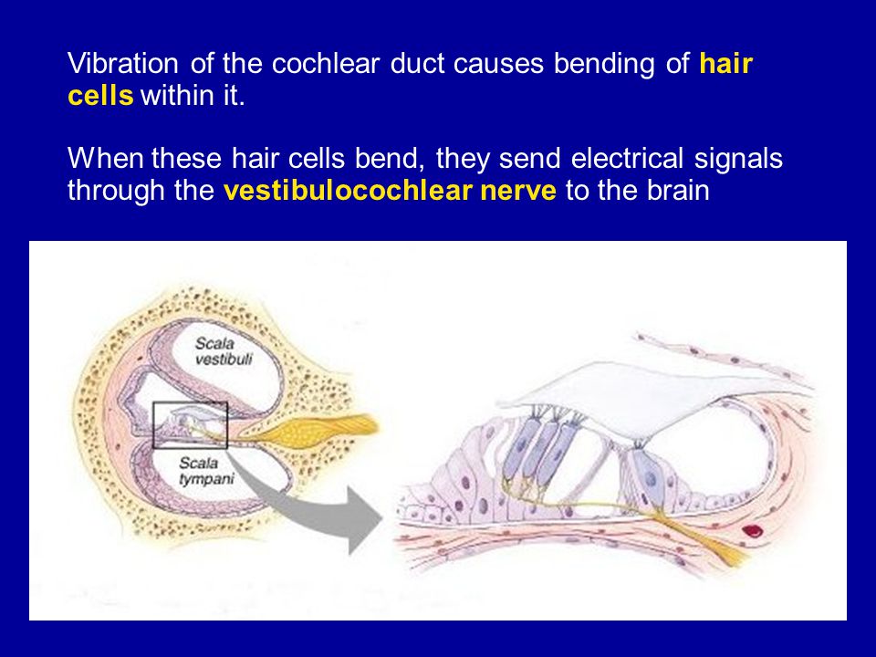 EXAMS AND ME Electricity Inner Ear To Hearing