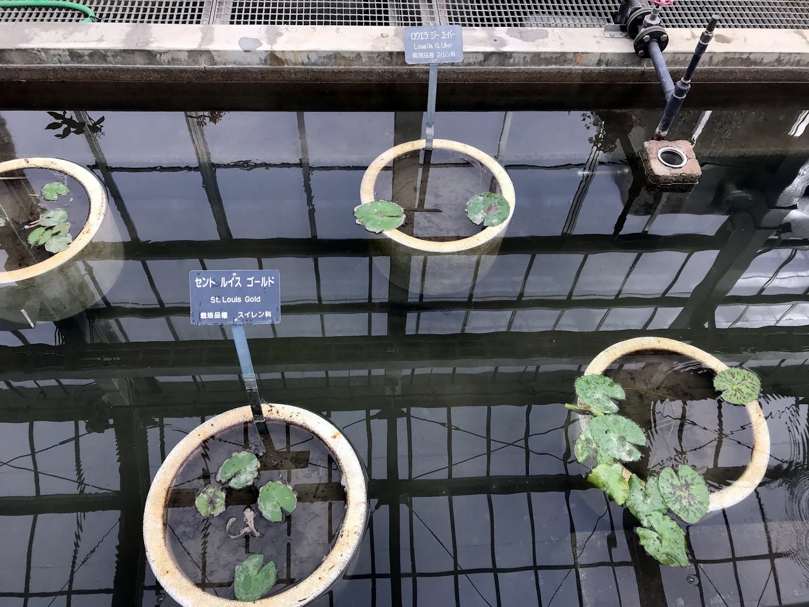 広島市植物公園ブログ 熱帯スイレン温室の現況 1 26