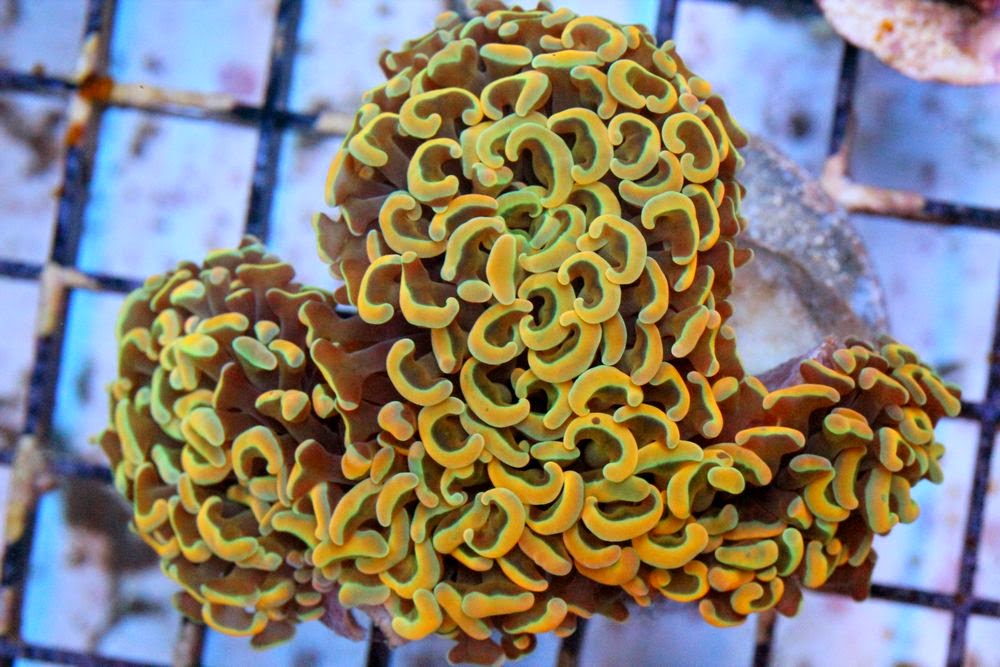 gold wall hammer coral