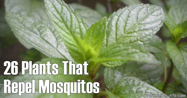 26 plants that repel mosquitos healthyliving us 26 plants that repel mosquitos healthyliving us