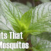 26 Plants That Repel Mosquitos