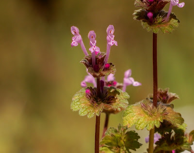 Lamium amplexicaule Lamium amplexicaule