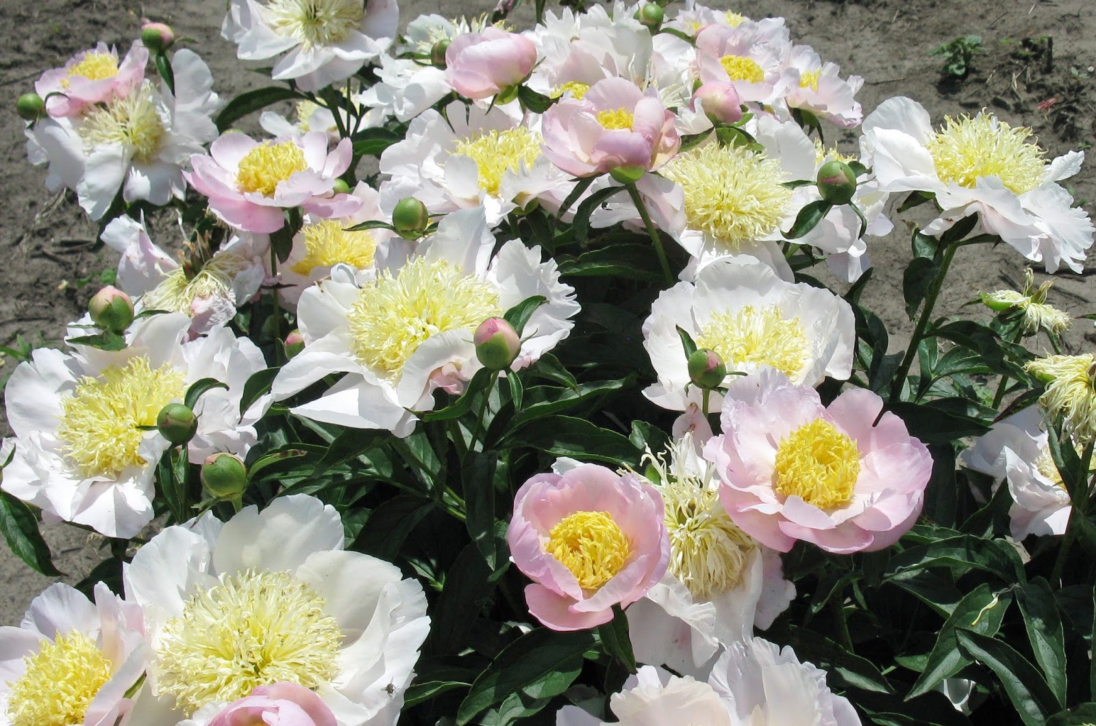 Пион Гарден Лейс (Paeonia Garden Lace) купить в Москве по низкой цене из питомни