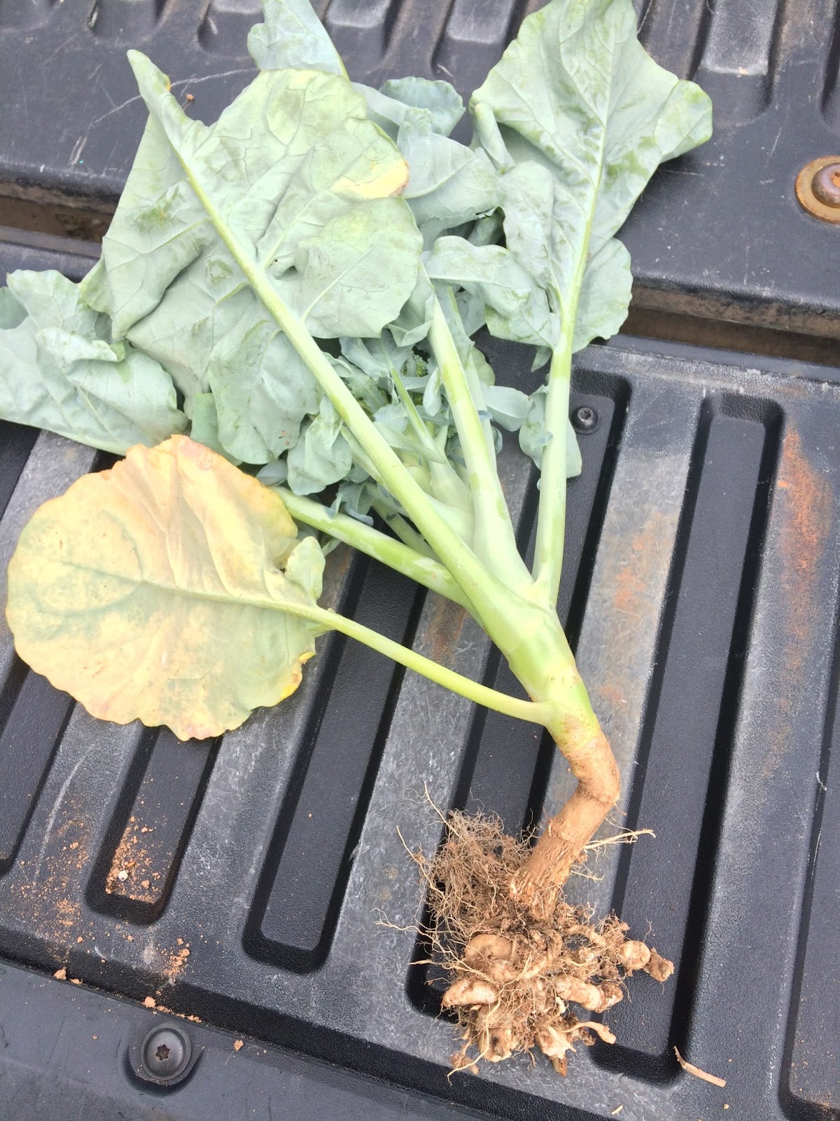 Nova Scotia Vegetable Blog November 2017