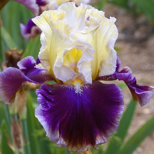 Iris ‘Fascinant’ Iris ‘Fascinant’