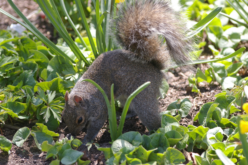 The SustainableEnough Garden Squirreling away acorns for winter