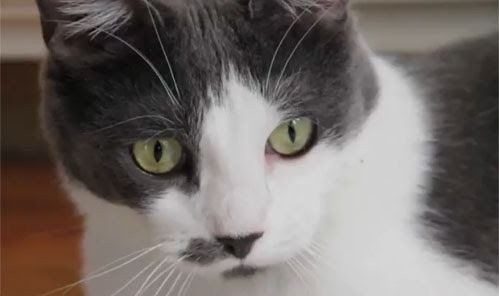 Video : 「イントゥ・ザ・ワイルド」のエミール・ハーシュが、「キック・アス」のリンジー・フォンセカから猫を借りてきて、また監督に挑戦してみたエミネムのミュージック・ビデオ ! !