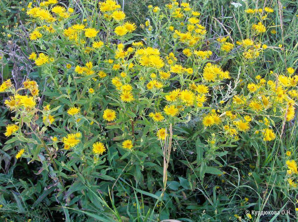 Сорняк 8. Сорняк 8. Сорняк 8. Сорняк 8. Расторопша пятнистая.