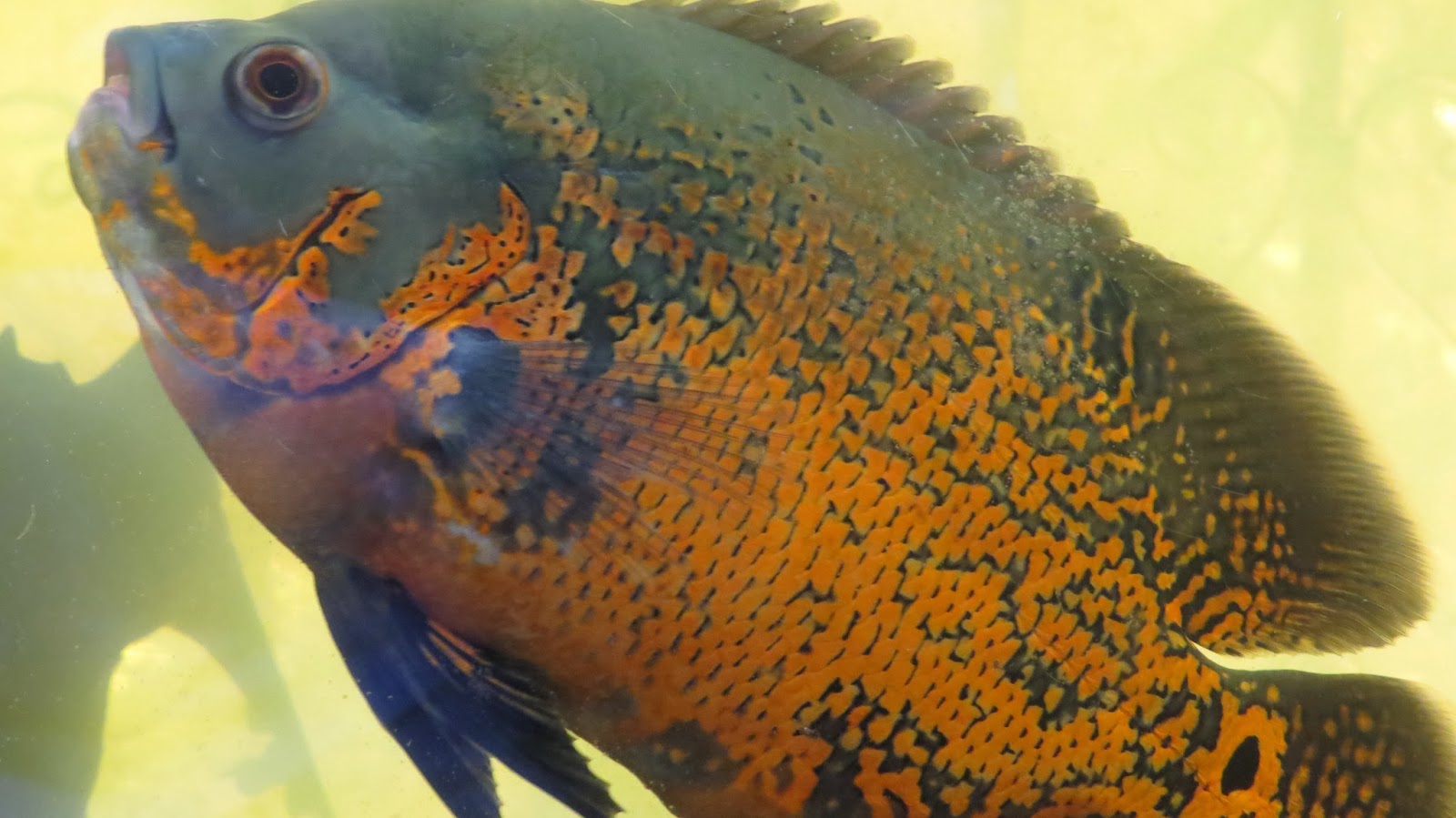 Photography with Dr. Ernie. Goldfish, Silver Dollar and Hammerhead Aquarium fishes