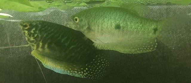 Cara Budidaya Dwarf Gourami (Ikan Gourami Hias ) dalam Akuarium dan Kolam