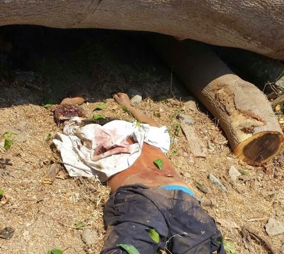 librero arbol precio pinodebate muere aplastado un hombre cuando cortaba librero arbol precio pinodebate muere aplastado un hombre cuando cortaba