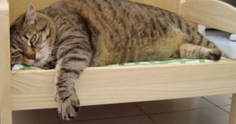 Cara Menurunkan Berat Badan Kucing (Diet Kucing).