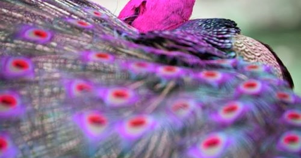 Resim, Sanat ve Fotoğraf Tavus Kuşu Resimleri