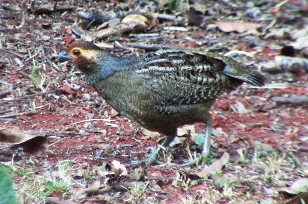 Marbled Wood-quail