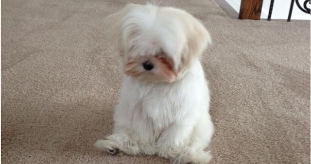5 sinais de que seu SHIH TZU está se sentindo solitário