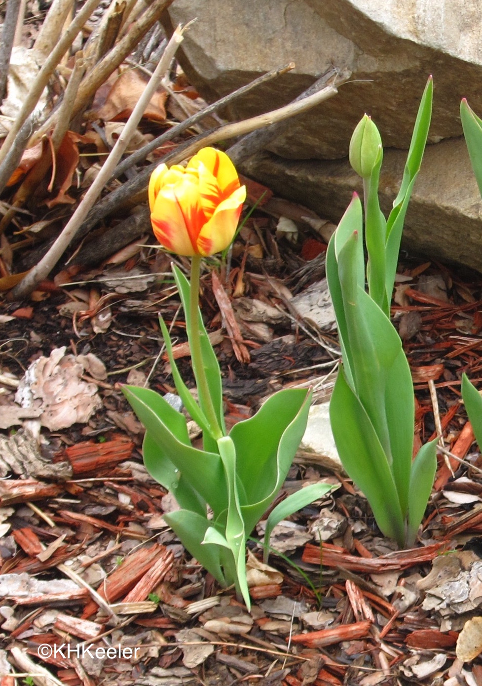 A Wandering Botanist Tulips and the Tulip Bubble Part 2