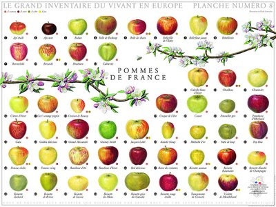 Today's Treasure by Jen: Pommes de France, Apple Season