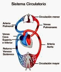 circulación sanguínea