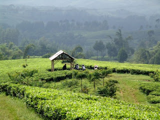 kubun teh cianten kubun teh cianten