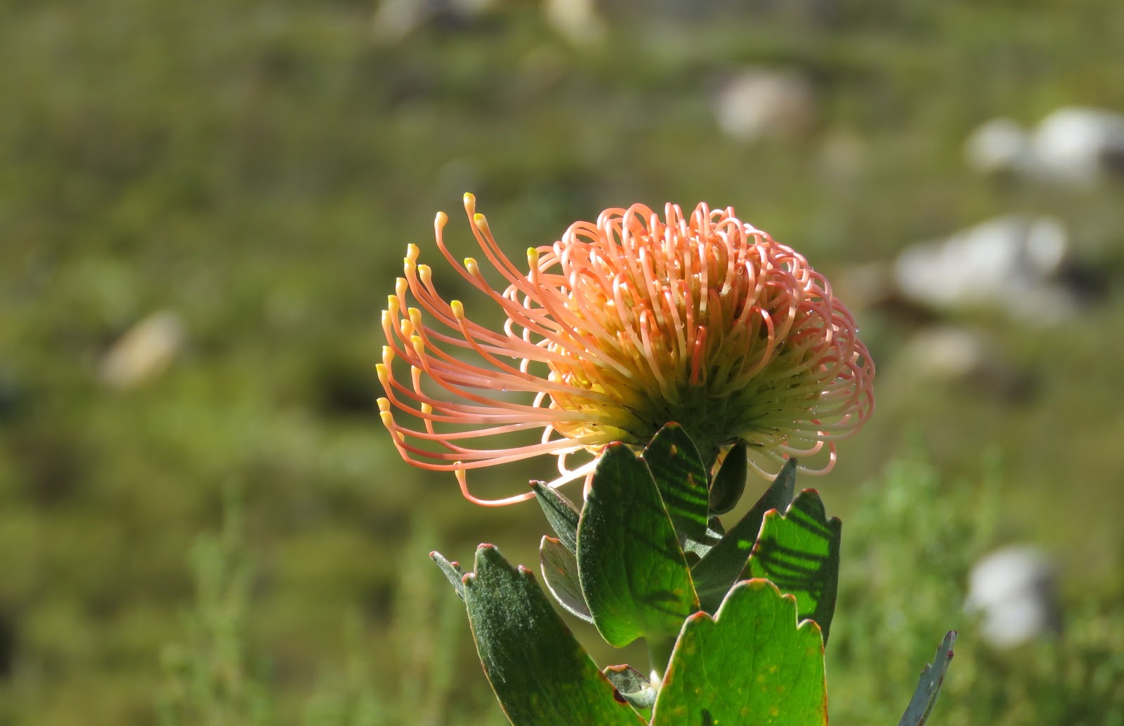 South African Flowers Open Towards North Pole