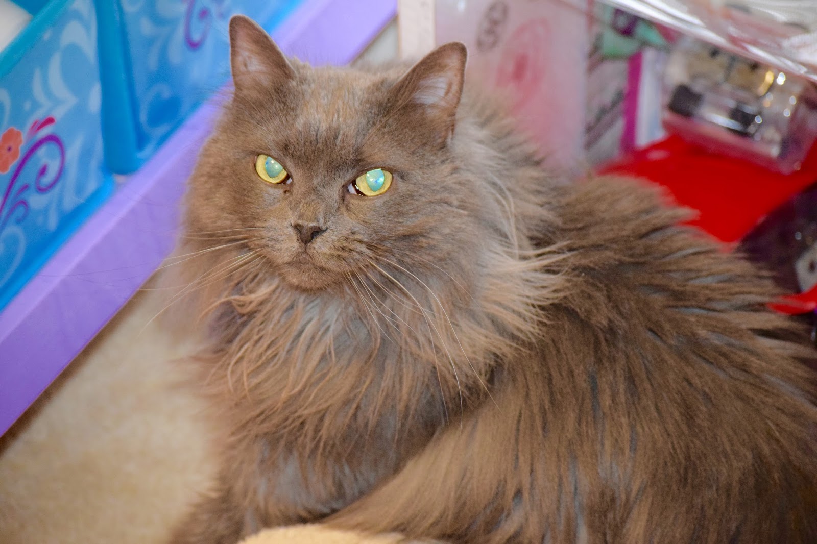 Moved Cat Not Using Litter Box Moved Cat Not Using Litter Box