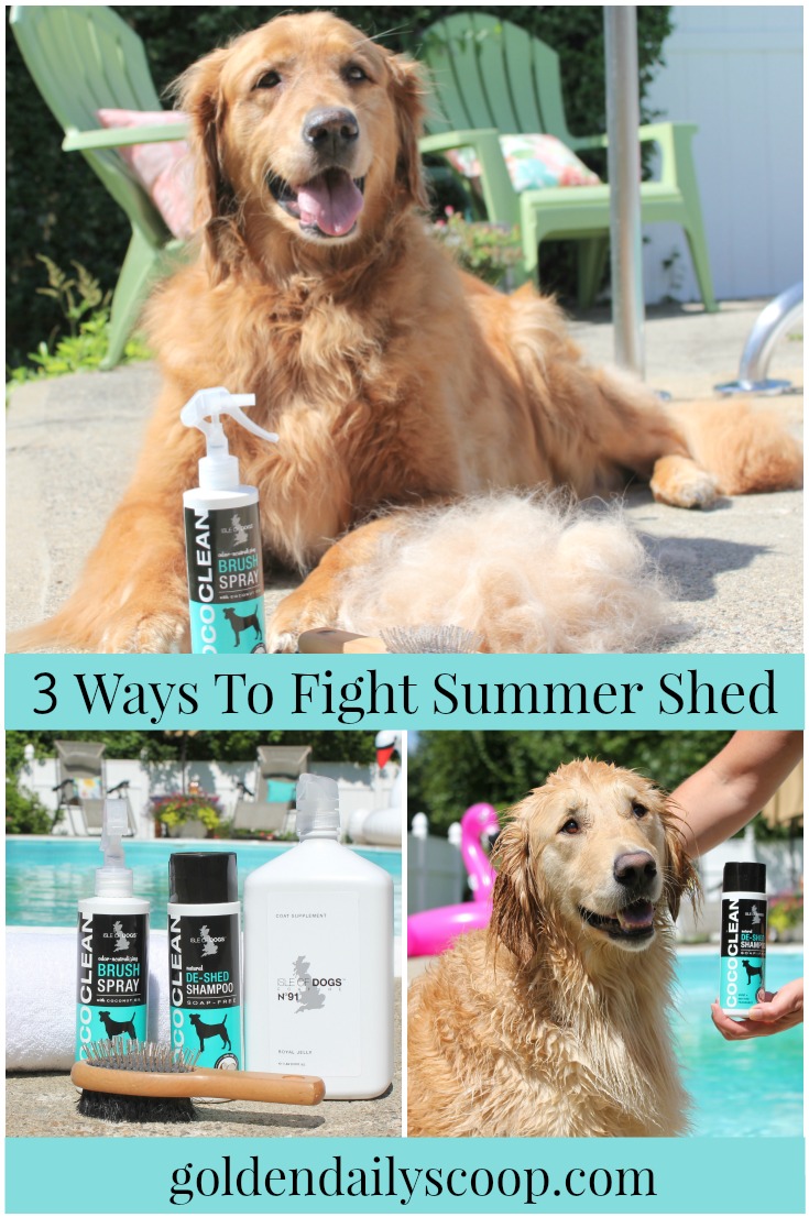 how to stop golden retriever from shedding 3 ways to help fight summer shedding how to stop golden retriever from shedding 3 ways to help fight summer shedding