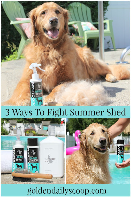 how to reduce shedding in the summer for golden retriever dogs