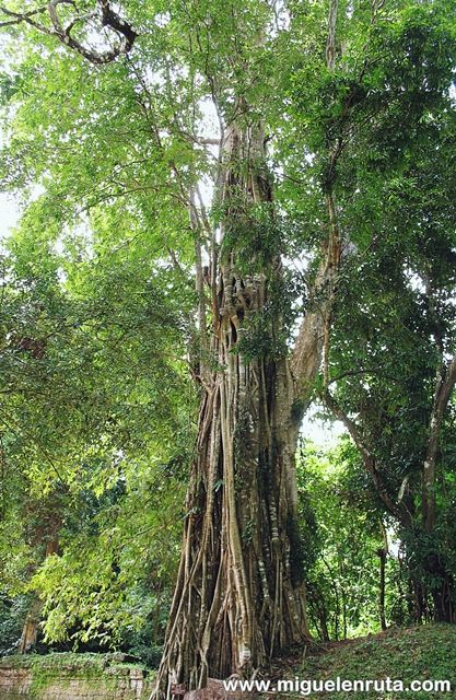 Ficus-altissima-Angkor