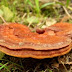 4 Important Benefits To Live A Healthier Life With Ganoderma Mushroom